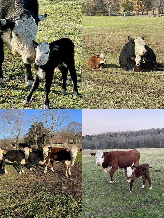 Mountain Fork Hereford Farm Calves
