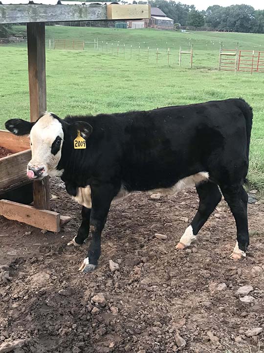 Mountain Fork Hereford Farm