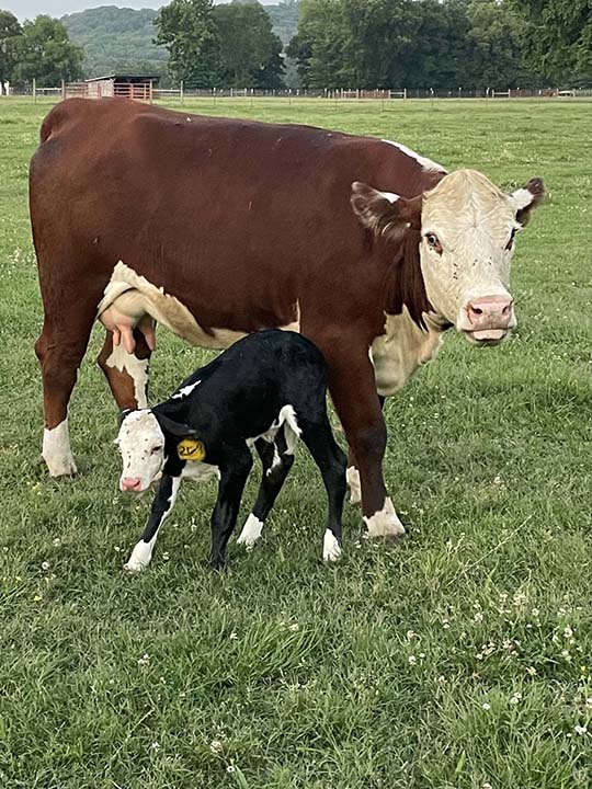 Mountain Fork Hereford Farm