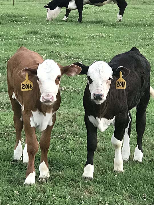 Mountain Fork Hereford Farm