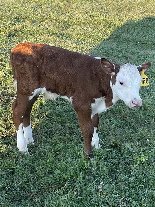Mountain Fork Hereford Farm