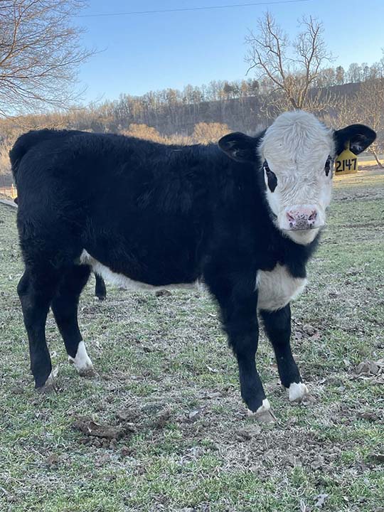 Mountain Fork Hereford Farm