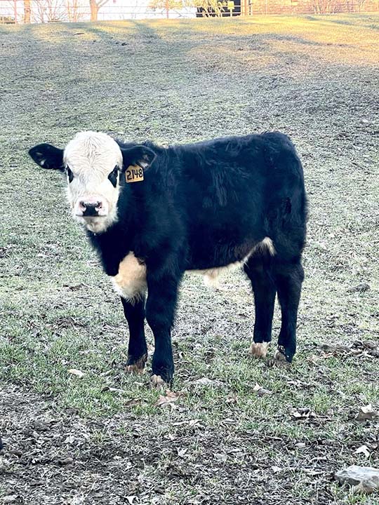 Mountain Fork Hereford Farm