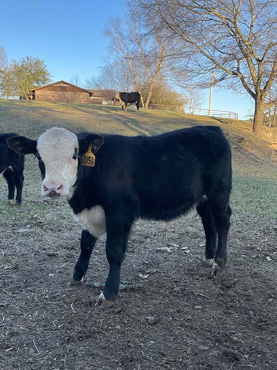 Mountain Fork Hereford Farm