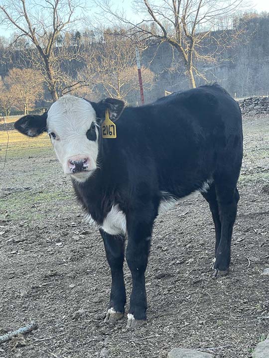 Mountain Fork Hereford Farm