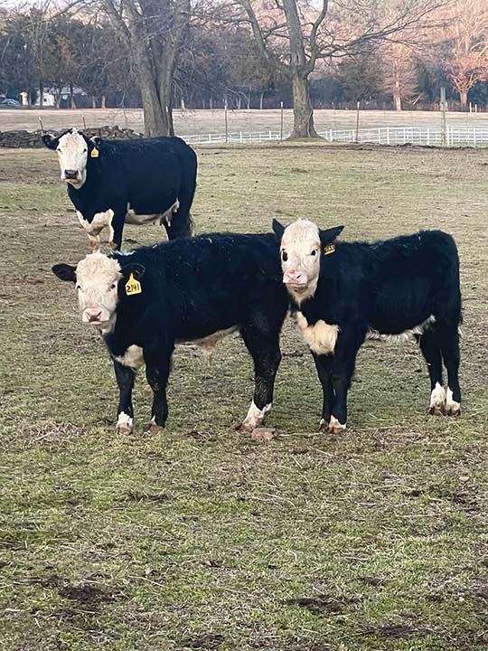 Mountain Fork Hereford Farm