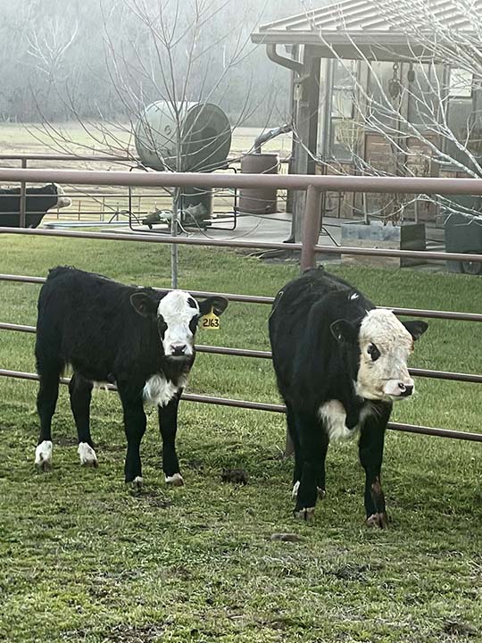 Mountain Fork Hereford Farm