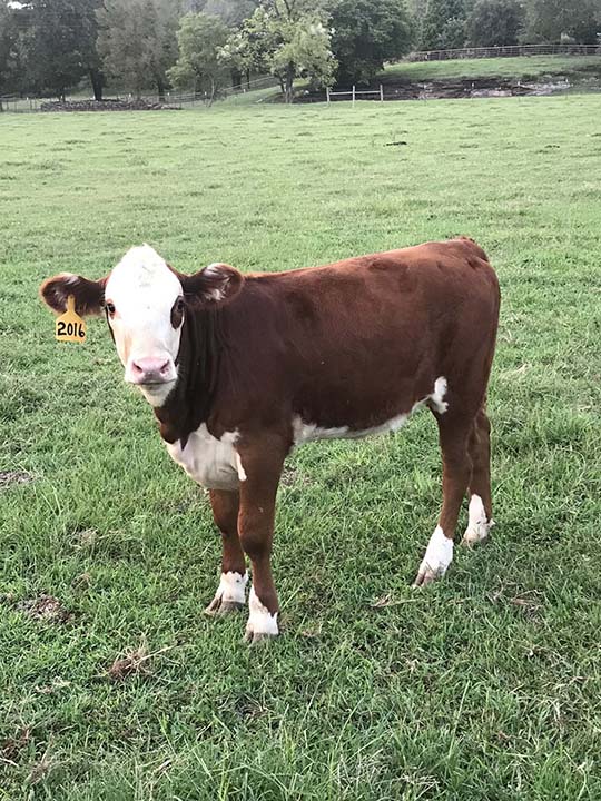 Mountain Fork Hereford Farm