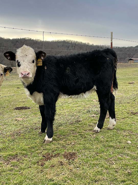 Mountain Fork Hereford Farm