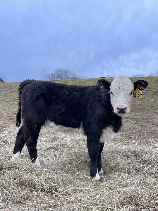Mountain Fork Hereford Farm