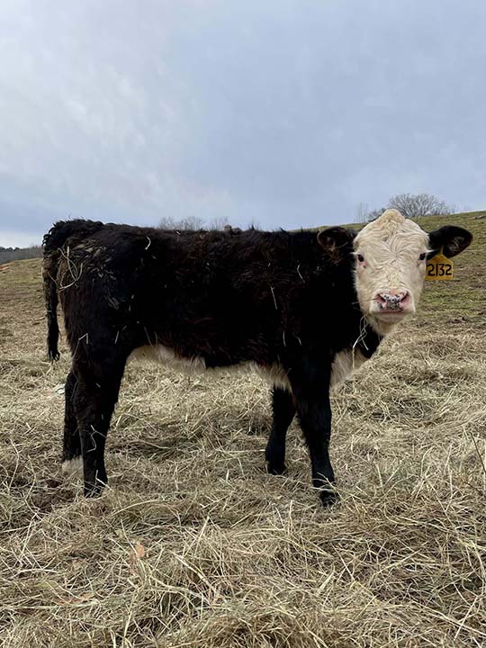 Mountain Fork Hereford Farm