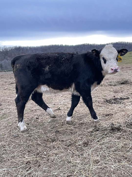 Mountain Fork Hereford Farm