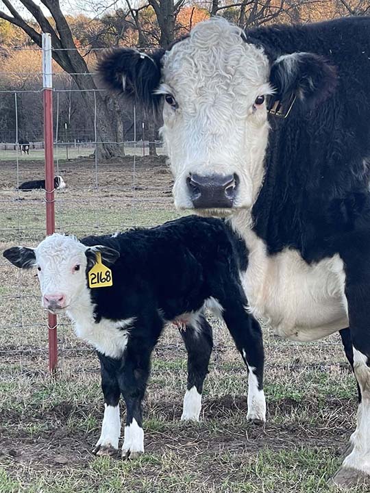 Mountain Fork Hereford Farm