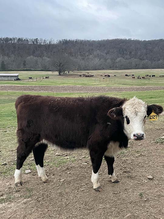 Mountain Fork Hereford Farm