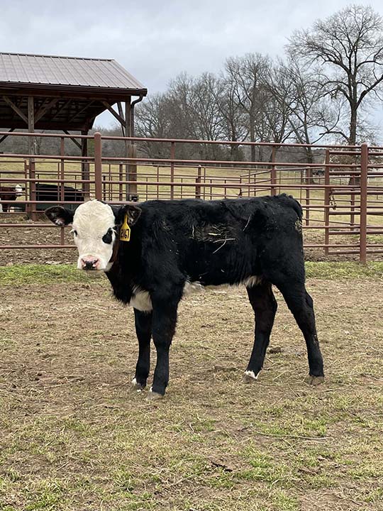 Mountain Fork Hereford Farm