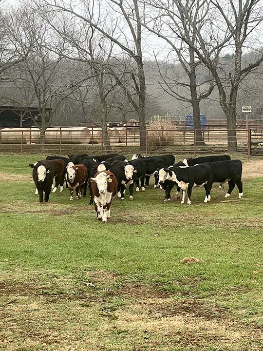 Mountain Fork Hereford Farm