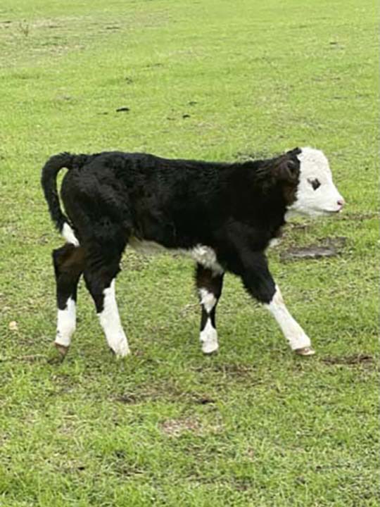 Mountain Fork Hereford Farm