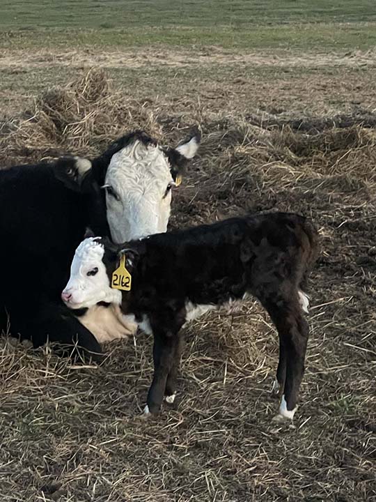 Mountain Fork Hereford Farm
