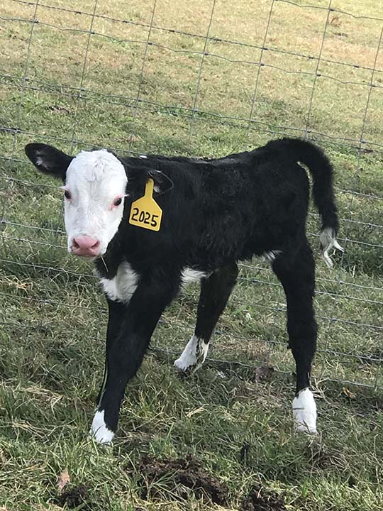 Mountain Fork Hereford Farm