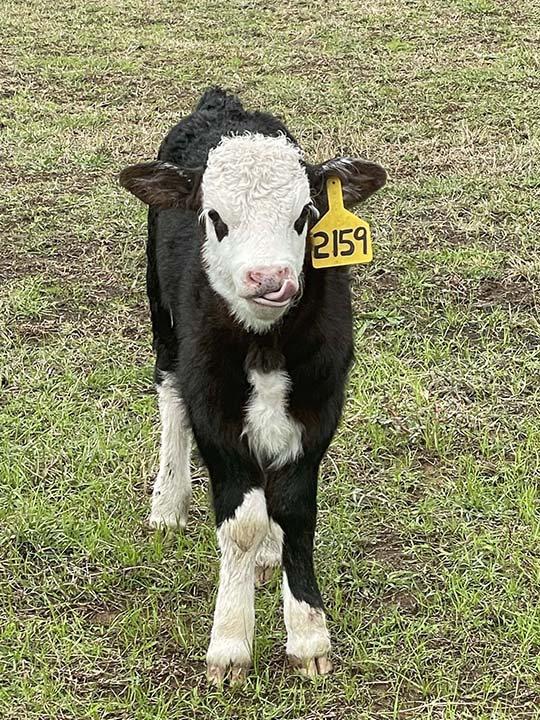 Mountain Fork Hereford Farm