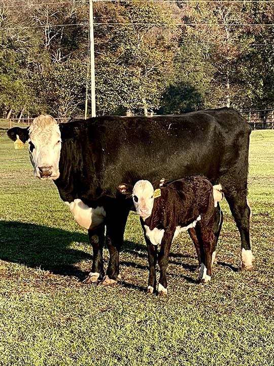 Mountain Fork Hereford Farm