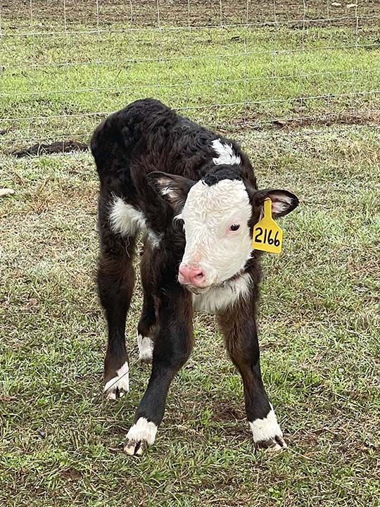 Mountain Fork Hereford Farm