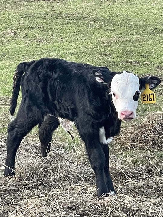 Mountain Fork Hereford Farm