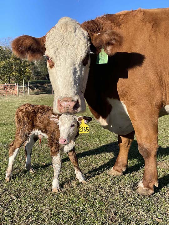 Mountain Fork Hereford Farm