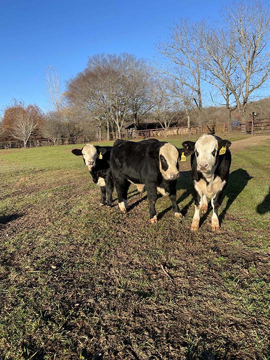 Mountain Fork Hereford Farm