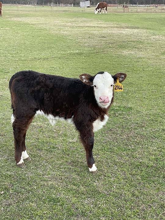Mountain Fork Hereford Farm