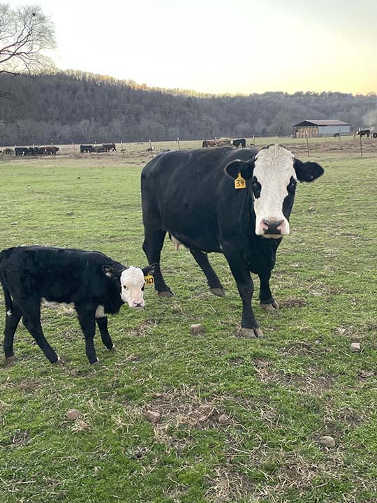 Mountain Fork Hereford Farm