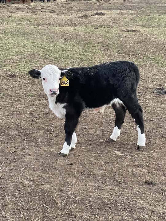 Mountain Fork Hereford Farm