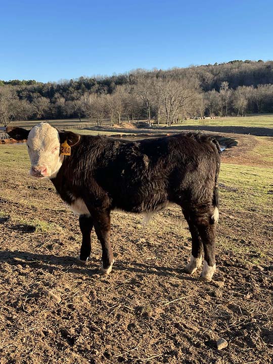 Mountain Fork Hereford Farm