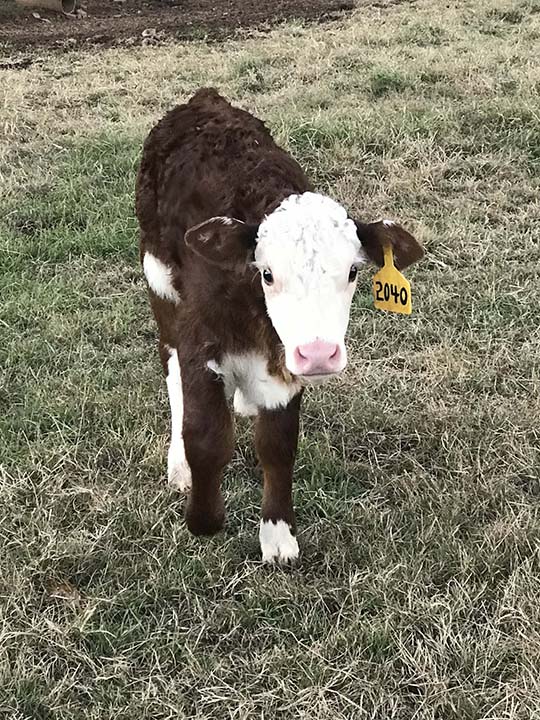 Mountain Fork Hereford Farm