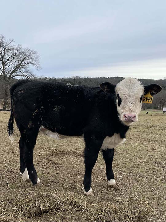 Mountain Fork Hereford Farm