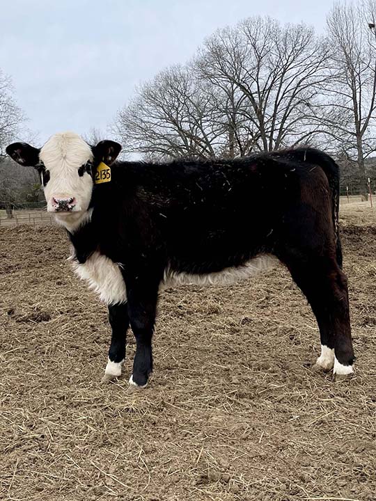 Mountain Fork Hereford Farm