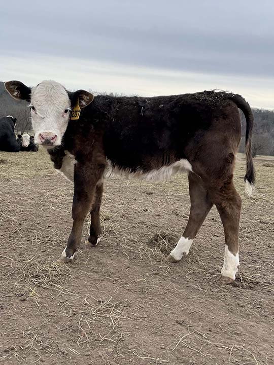 Mountain Fork Hereford Farm