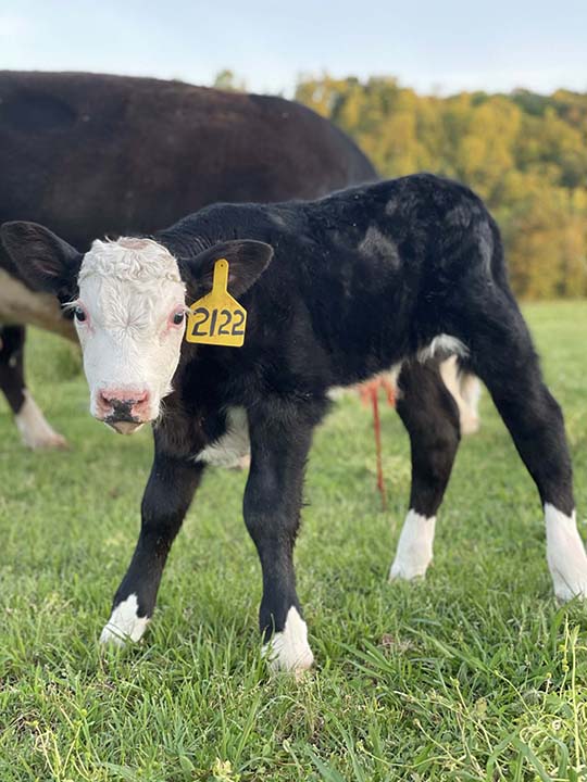 Mountain Fork Hereford Farm
