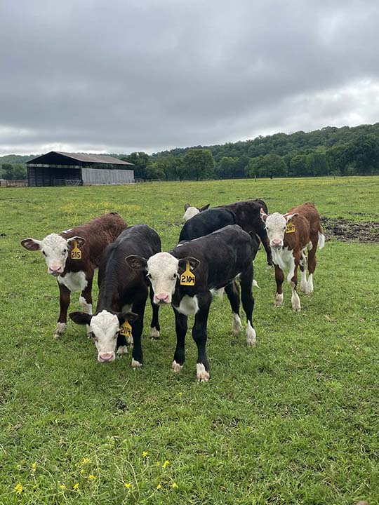 Mountain Fork Hereford Farm