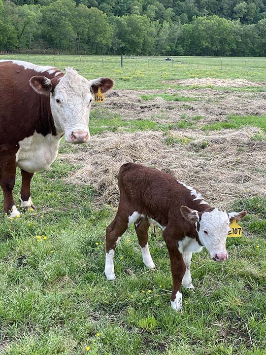 Mountain Fork Hereford Farm