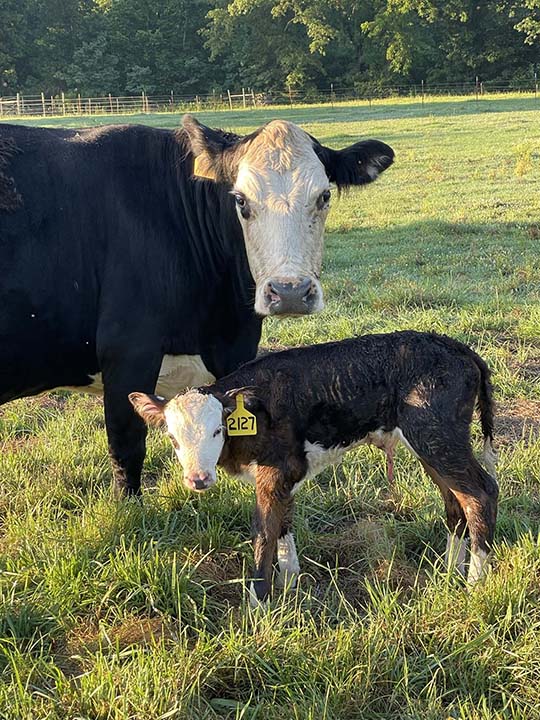 Mountain Fork Hereford Farm