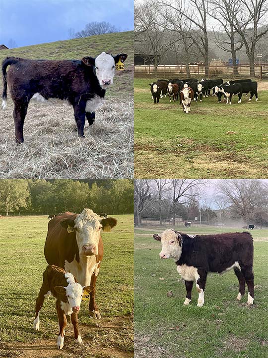 Mountain Fork Hereford Farm Cows