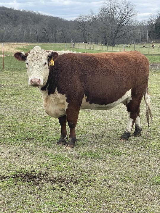Mountain Fork Hereford Farm