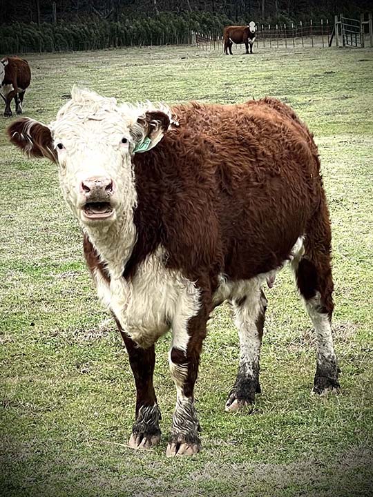 Mountain Fork Hereford Farm