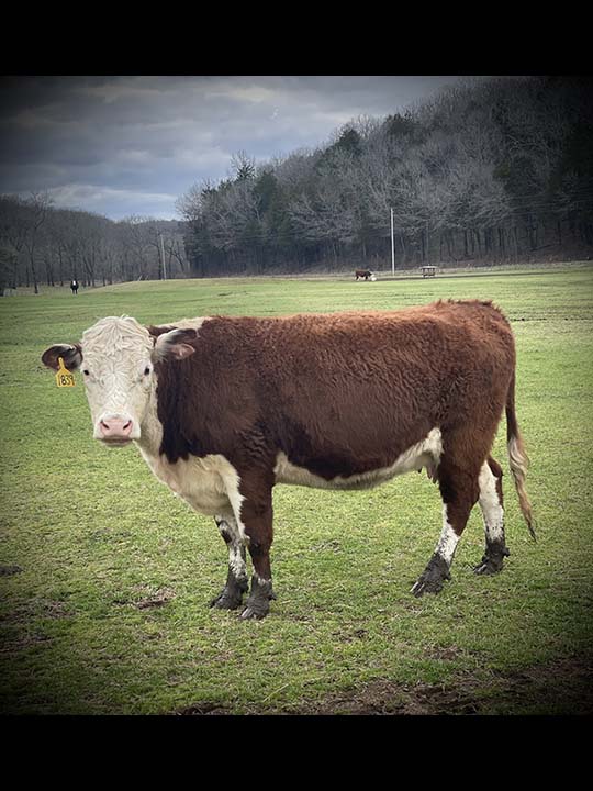 Mountain Fork Hereford Farm