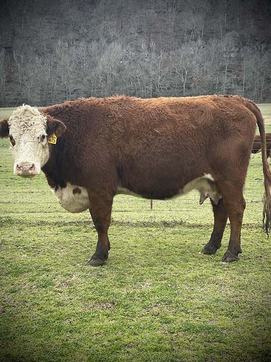 Mountain Fork Hereford Farm