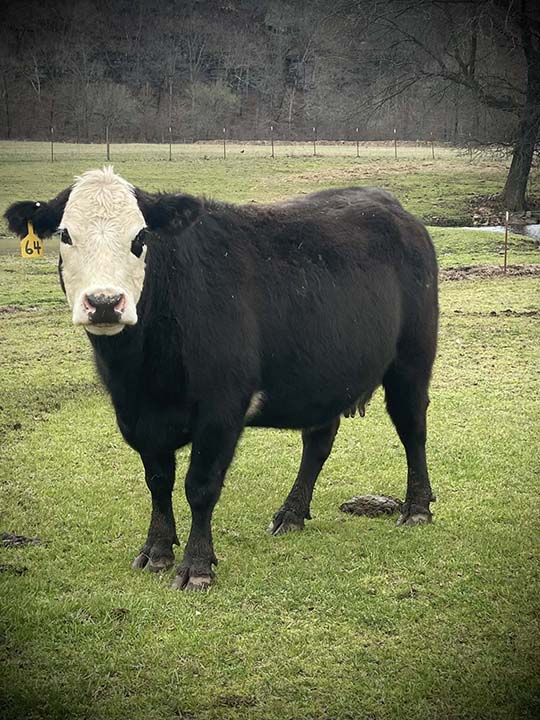 Mountain Fork Hereford Farm