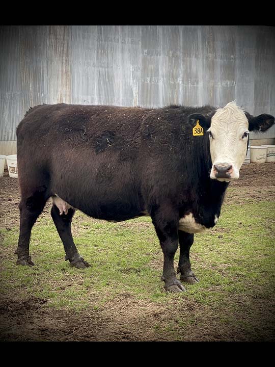 Mountain Fork Hereford Farm