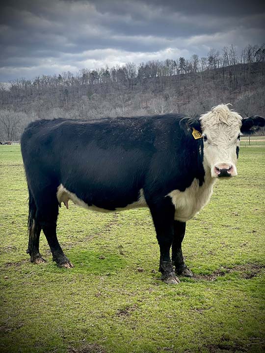 Mountain Fork Hereford Farm
