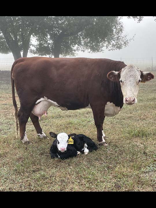 Mountain Fork Hereford Farm
